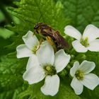 Biene auf Knoblauchrauke