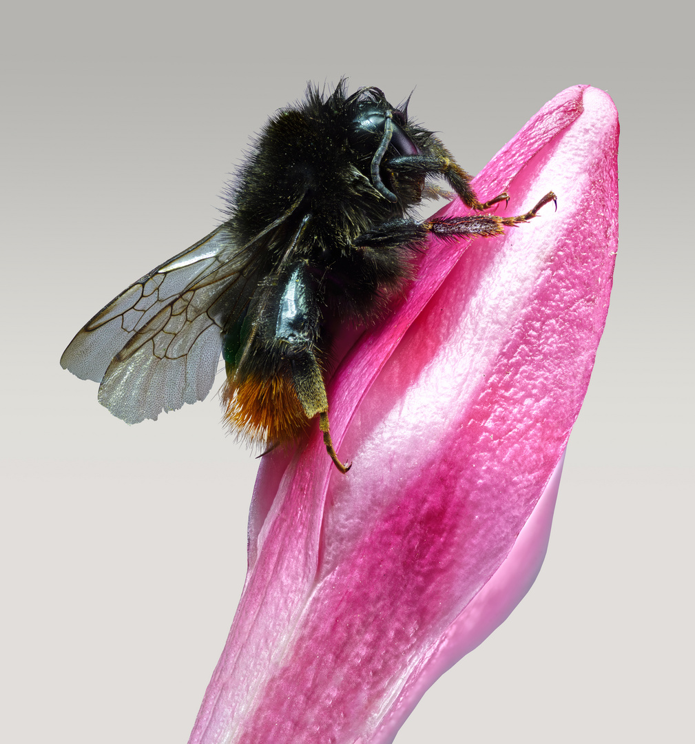Biene auf Knospe