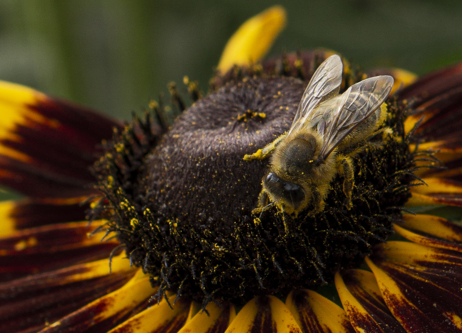 Biene auf Kokardenblume 