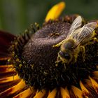 Biene auf Kokardenblume 