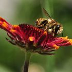 Biene auf Korkadenblume