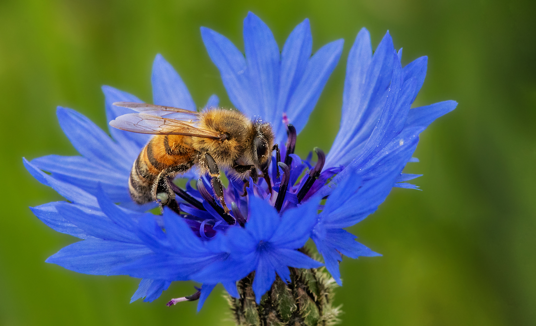 Biene auf Kornblume 001