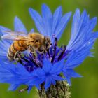 Biene auf Kornblume 001