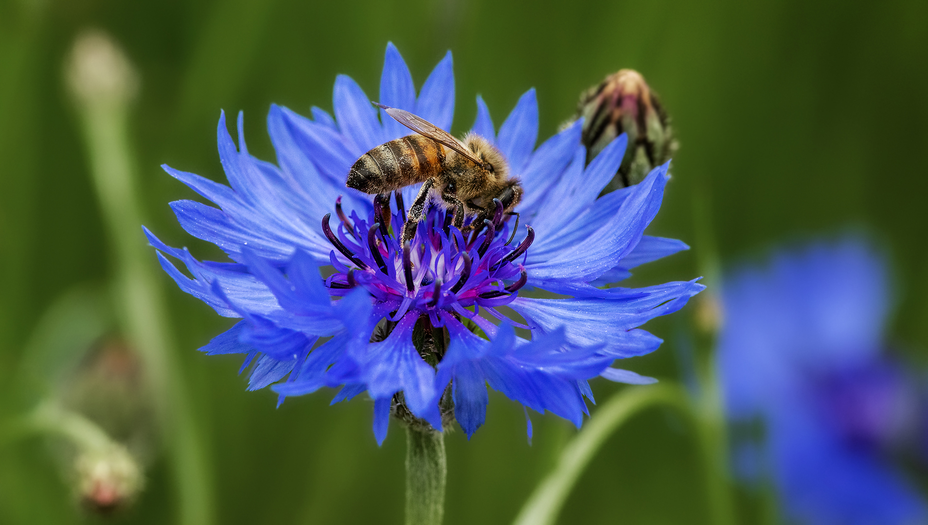 Biene auf Kornblume 001