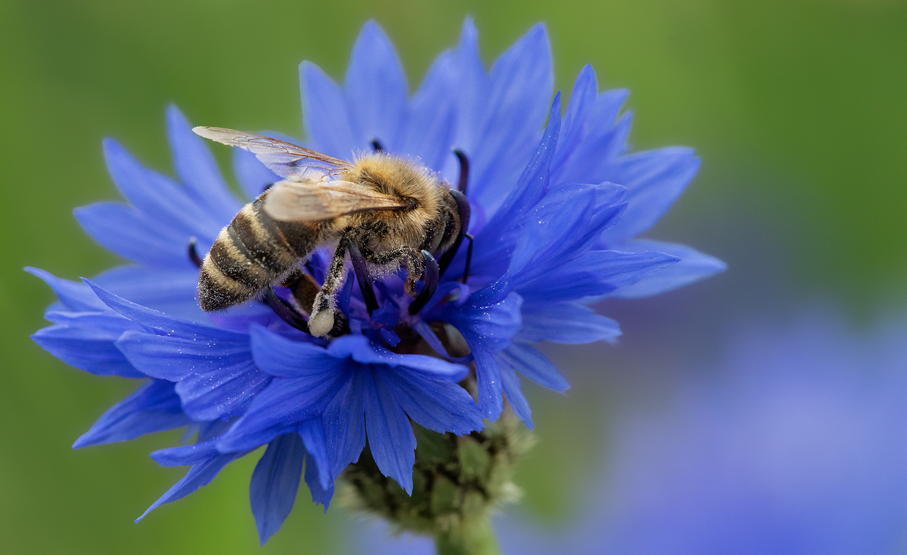 Biene auf Kornblume 004 