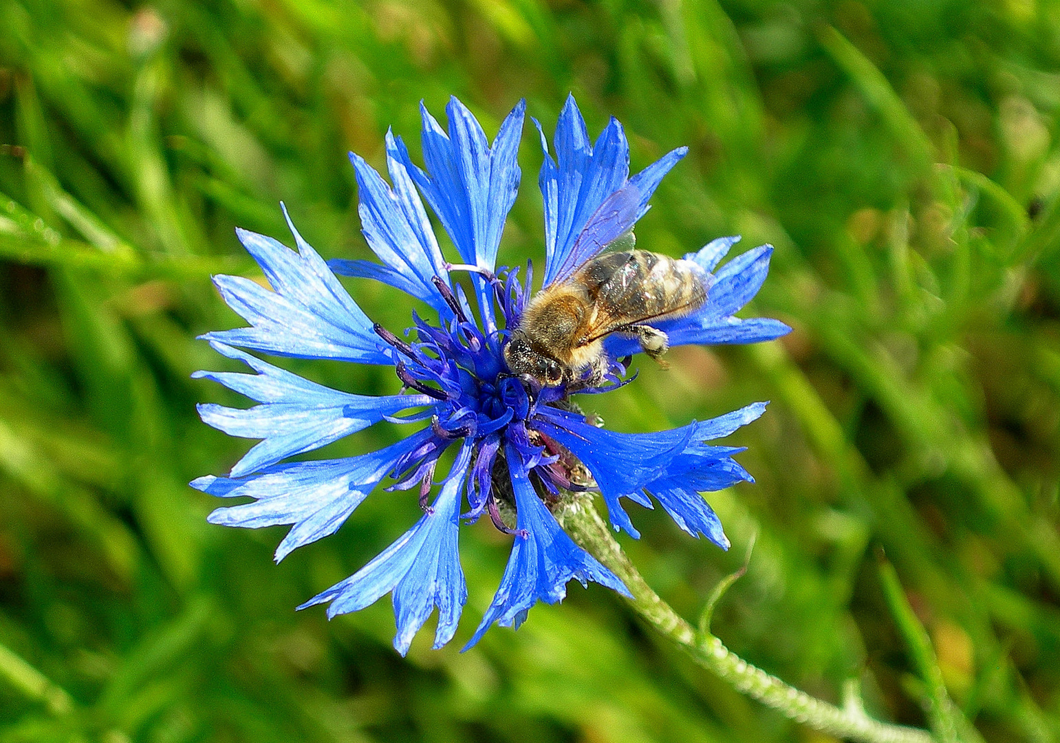 Biene auf Kornblume