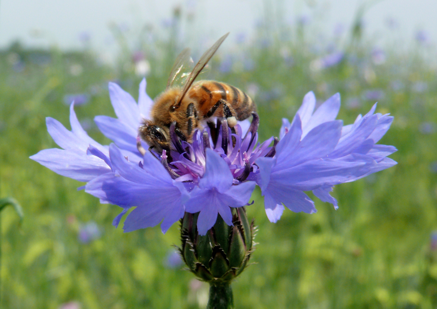 Biene auf Kornblume 1