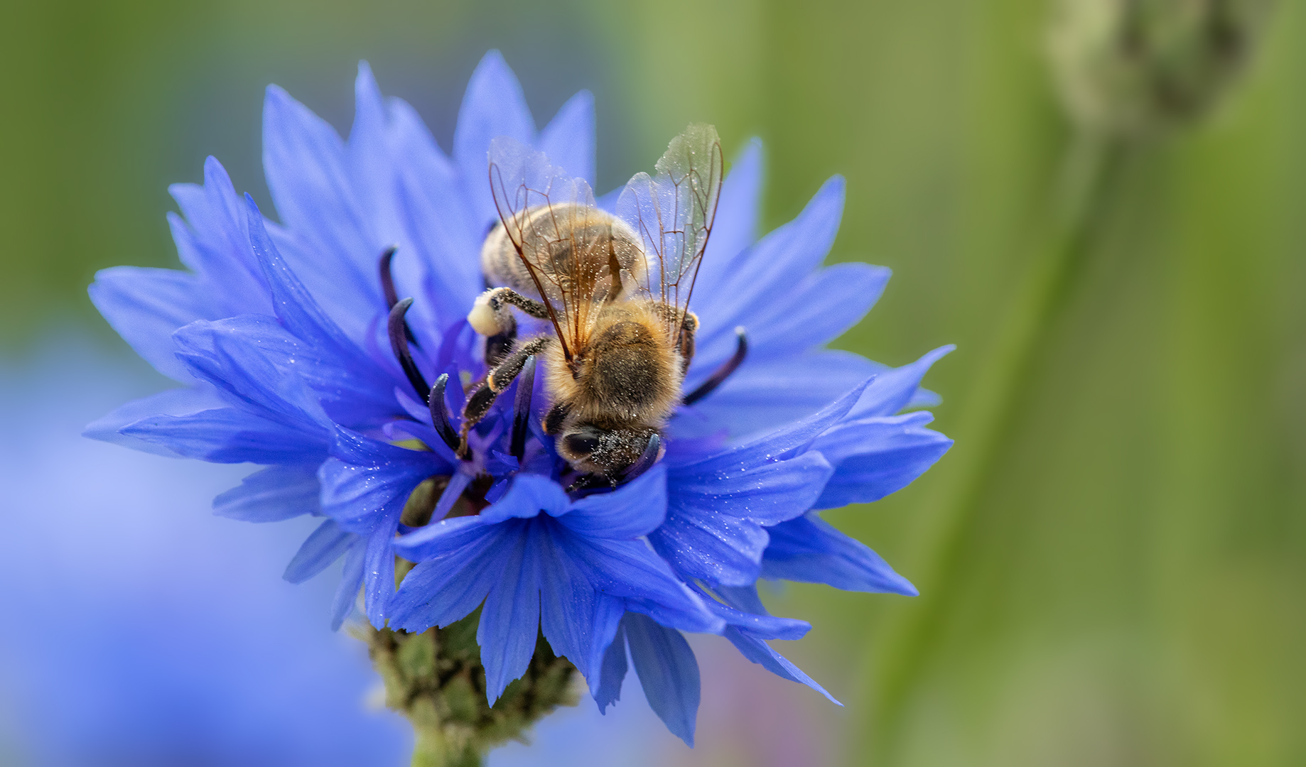 Biene auf Kornblume