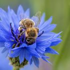 Biene auf Kornblume