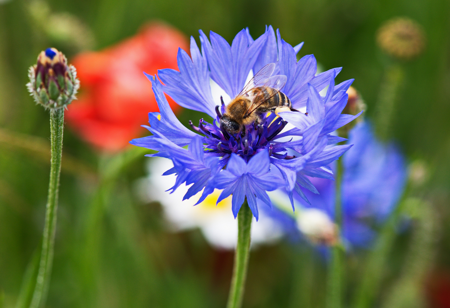 Biene auf Kornblume