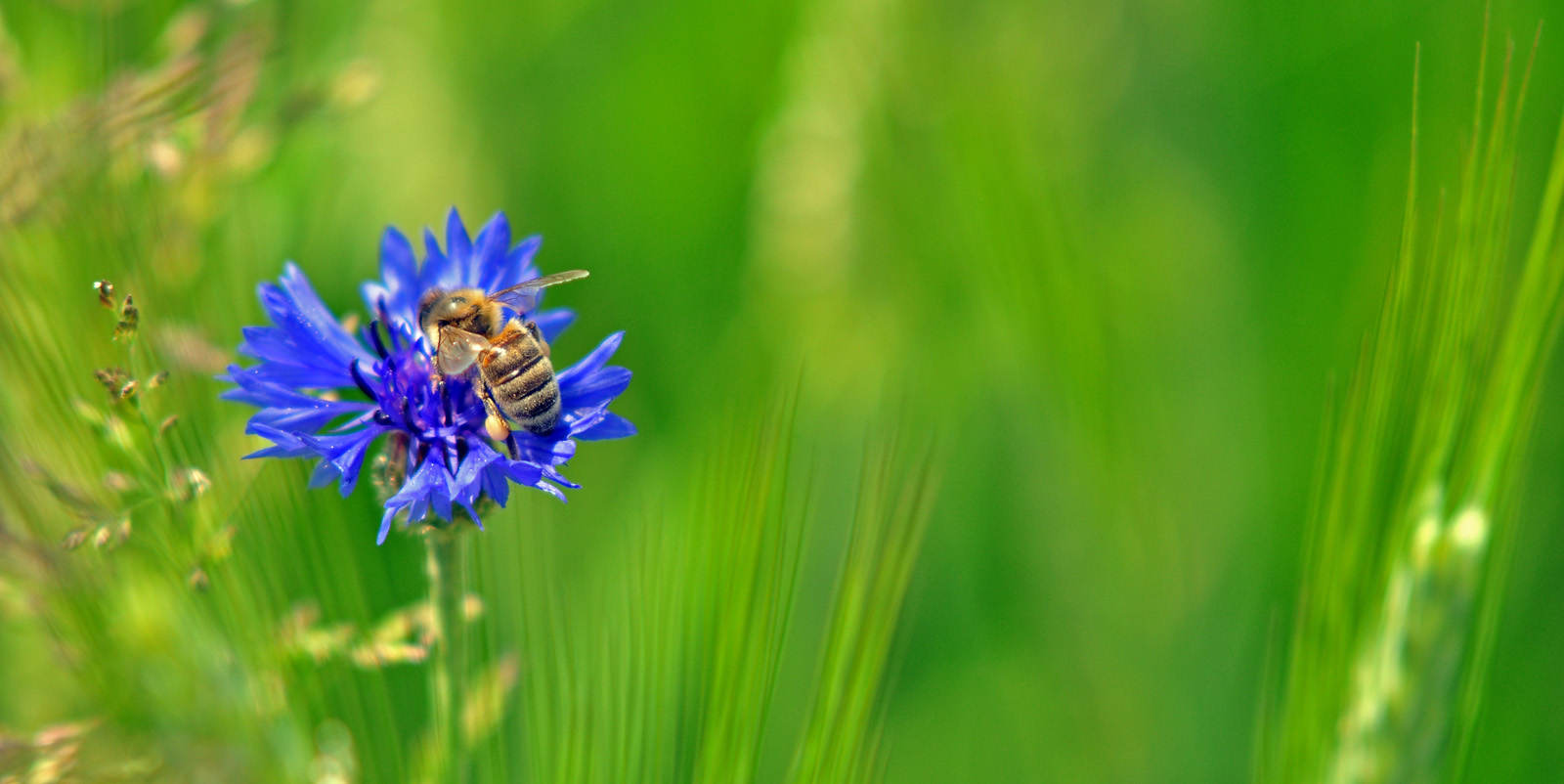 Biene auf Kornblume