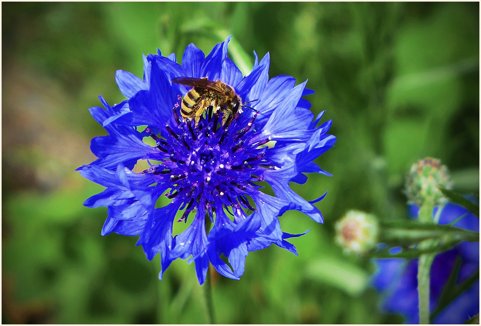 Biene auf Kornblume