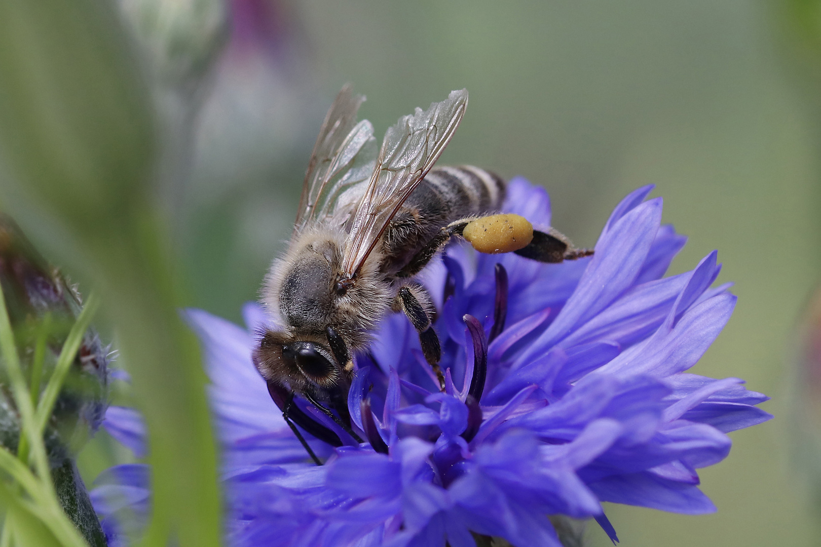 Biene auf Kornblume