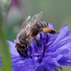 Biene auf Kornblume