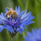 Biene auf Kornblume