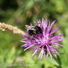 Biene auf Kornblume