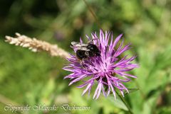 Biene auf Kornblume