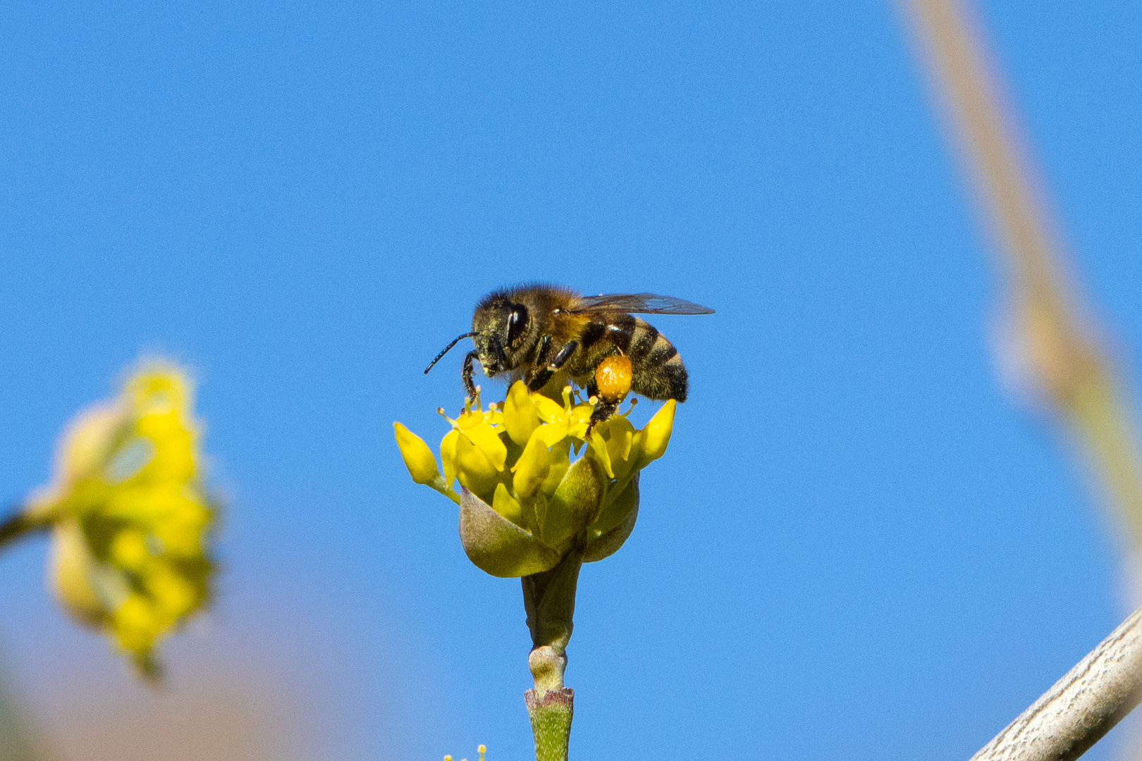 Biene auf Kornelkirschenblüte im Februar