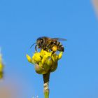 Biene auf Kornelkirschenblüte im Februar