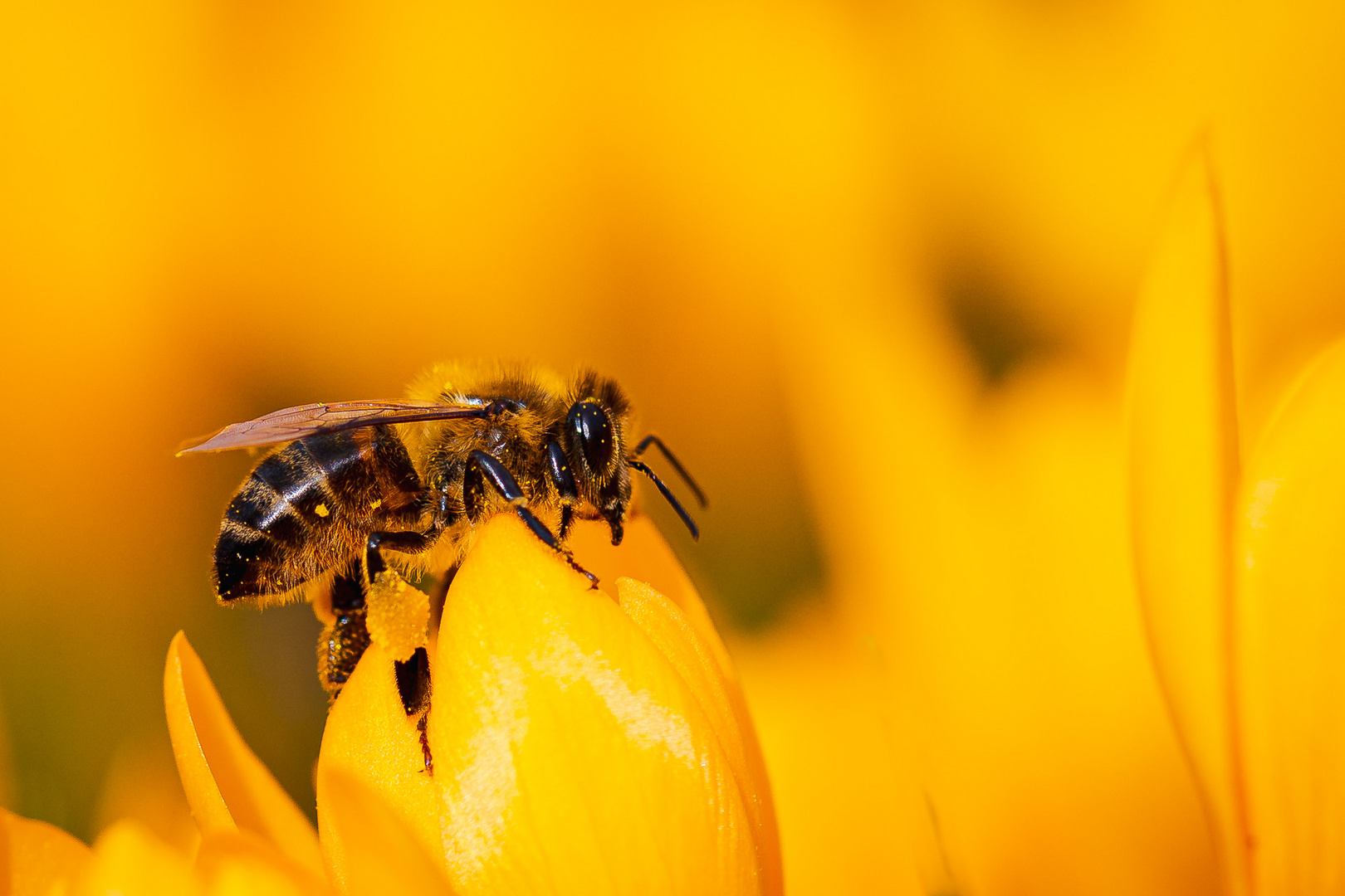 Biene auf Krokus