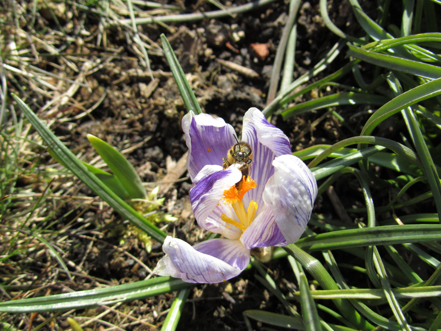 Biene auf Krokus