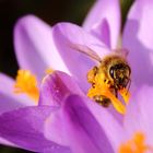 Biene auf Krokus