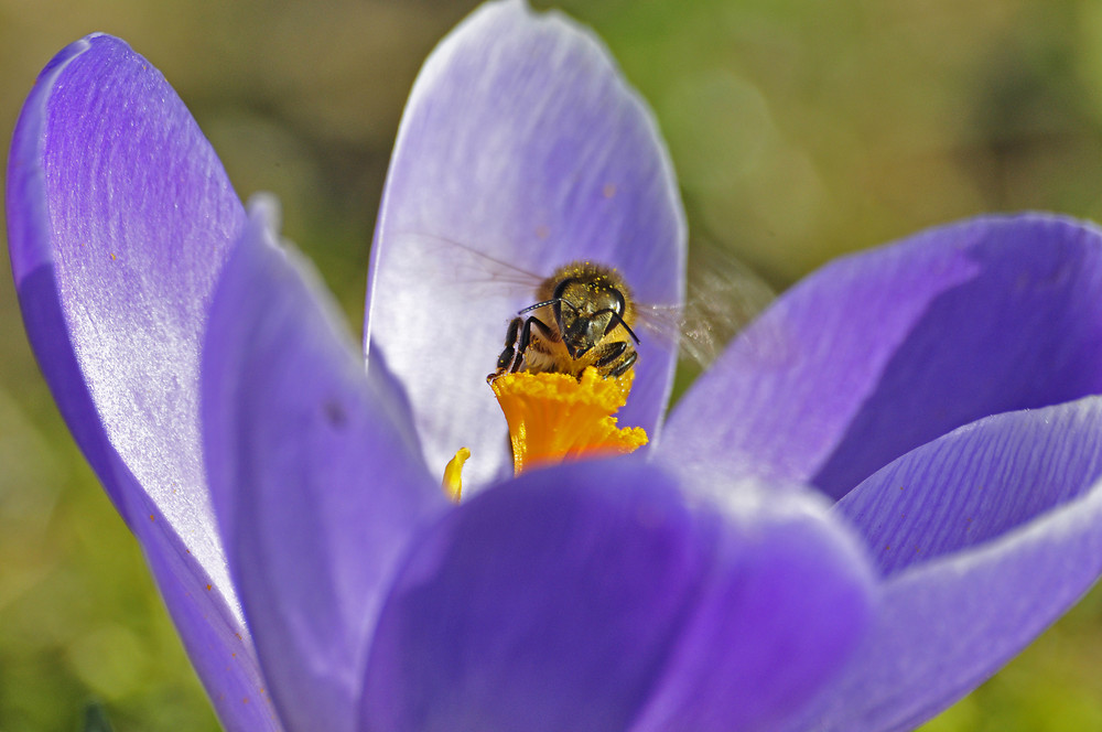 Biene auf Krokus