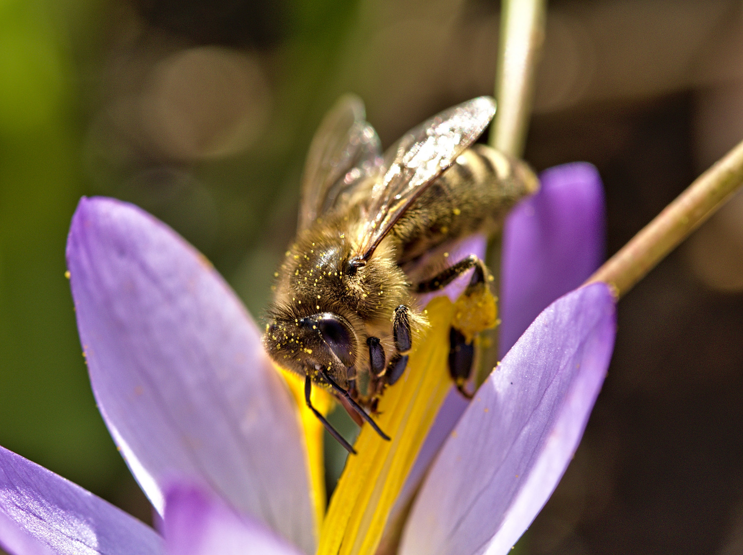 Biene auf Krokus