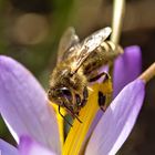 Biene auf Krokus