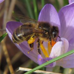 Biene auf Krokusblüte