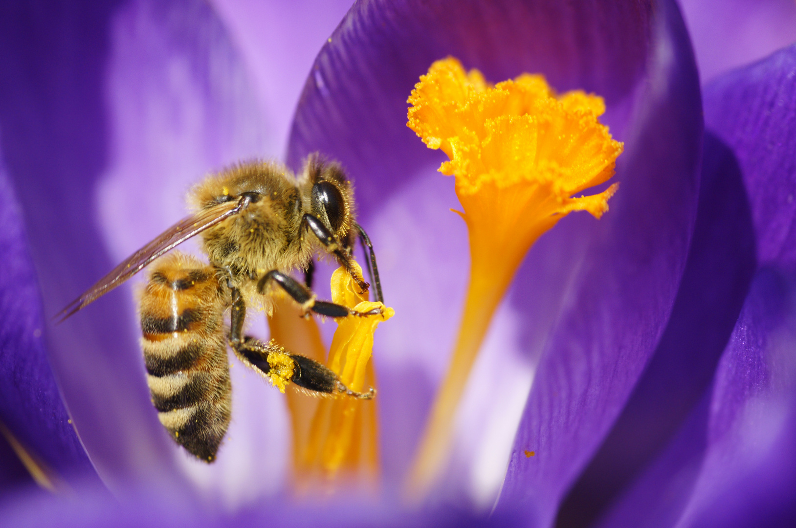 Biene auf Krokusblüte.