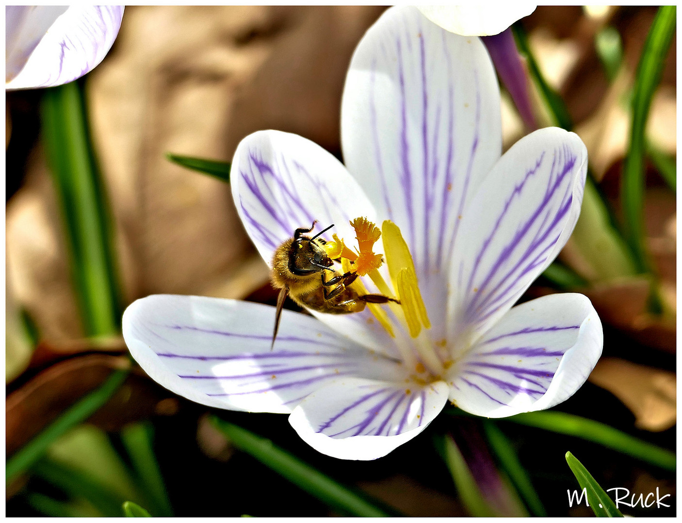 Biene auf Krokusblüte beim Nektar sammeln !