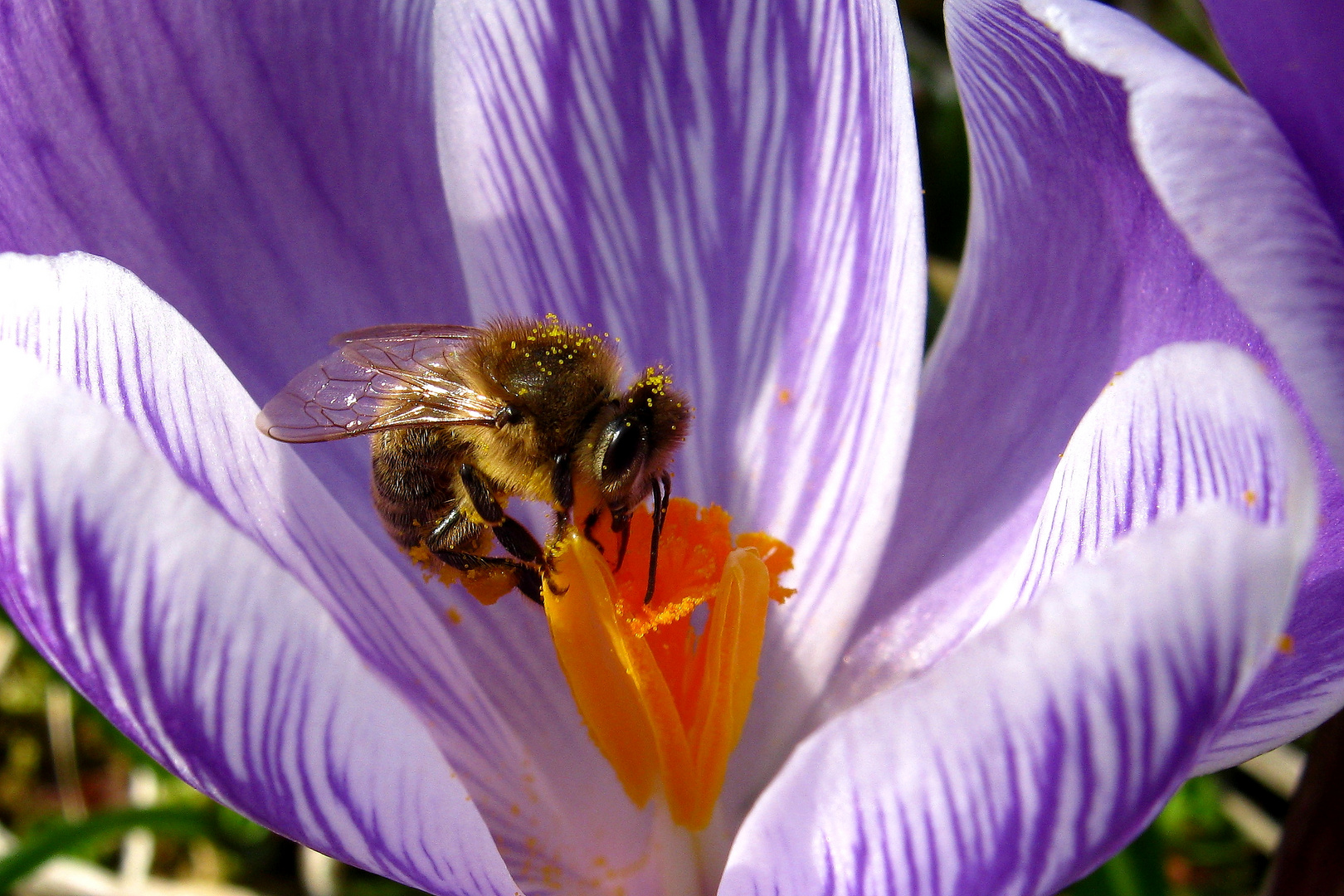 Biene auf Krokusblüte