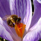 Biene auf Krokusblüte