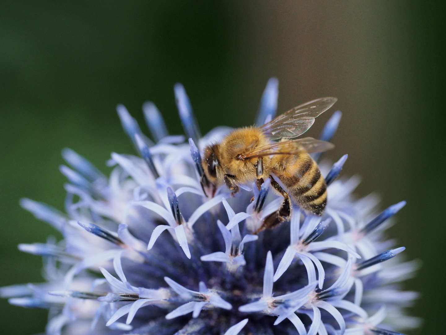 Biene auf Kugeldistel