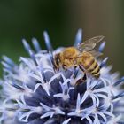 Biene auf Kugeldistel