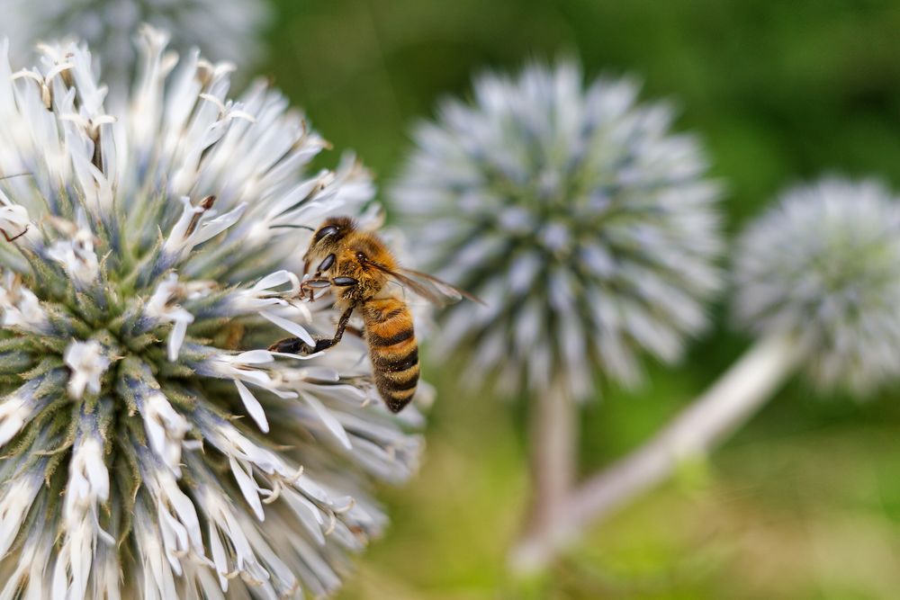 Biene auf Kugeldistel