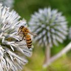 Biene auf Kugeldistel