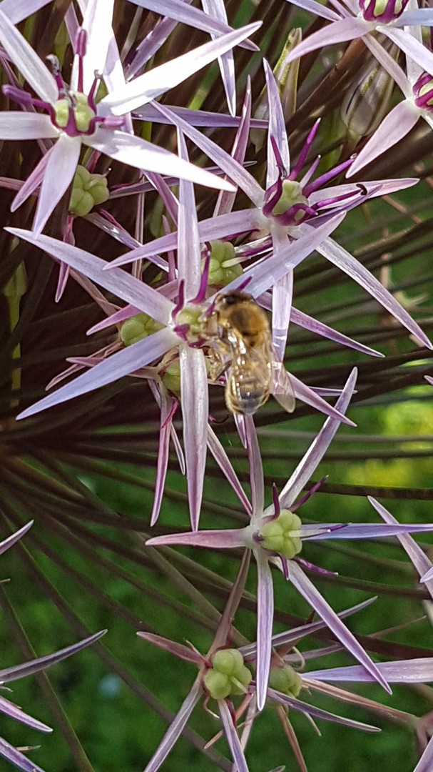 Biene auf Kugellauchblüte