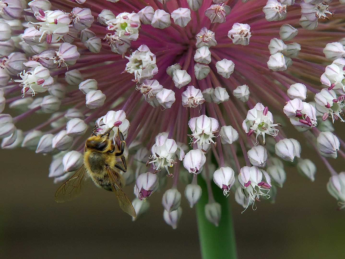 Biene auf Lauchblüte