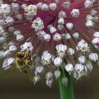 Biene auf Lauchblüte