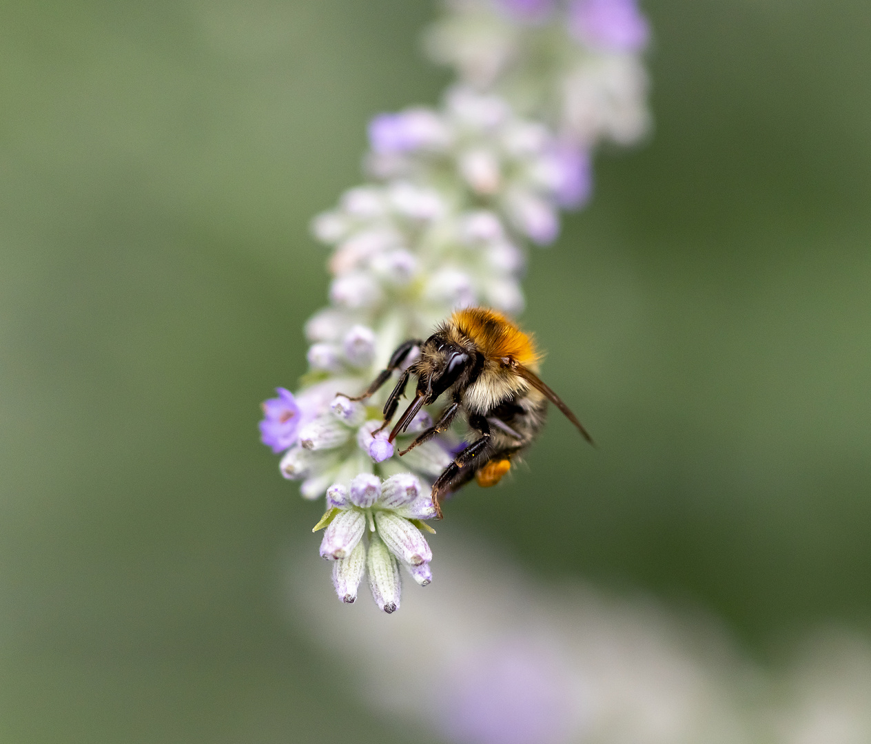 Biene auf Lavendel 