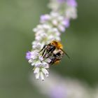 Biene auf Lavendel 