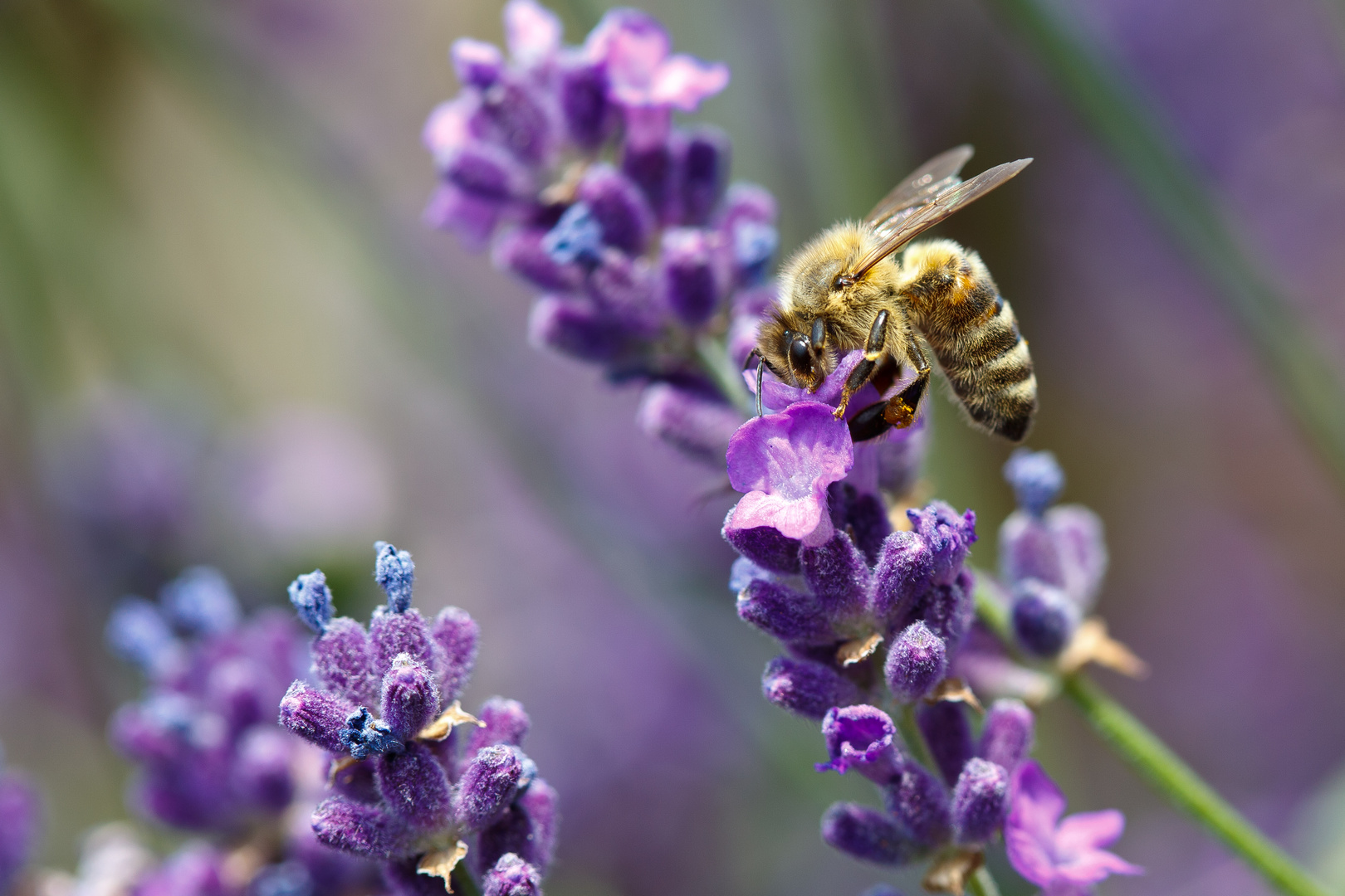 Biene auf Lavendel 2