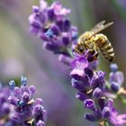 Biene auf Lavendel 2