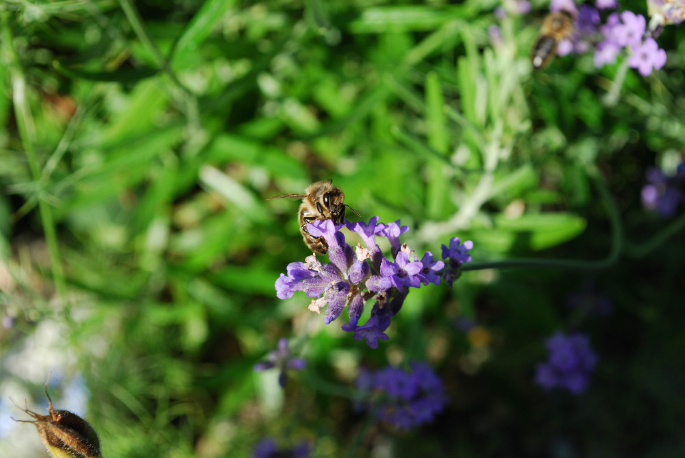 Biene auf Lavendel