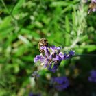 Biene auf Lavendel