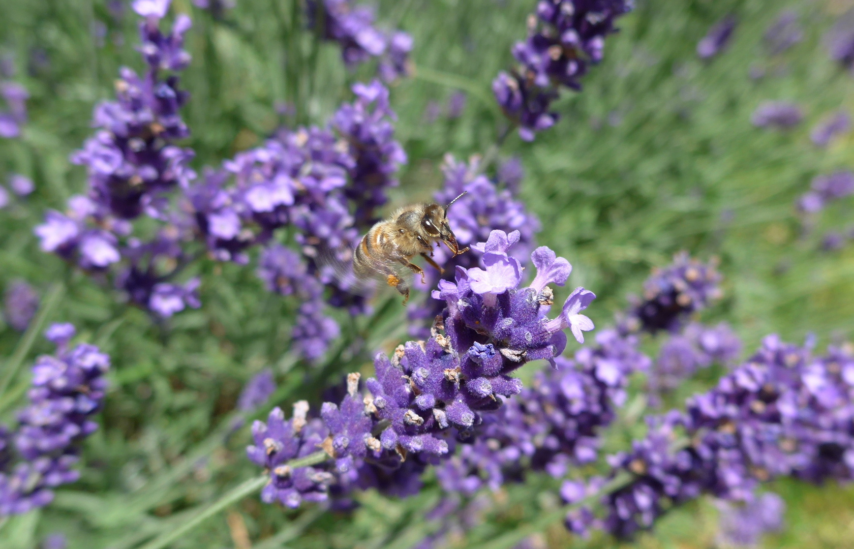 Biene auf Lavendel