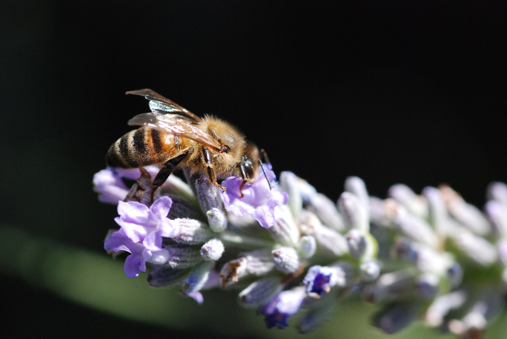 Biene auf Lavendel