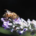 Biene auf Lavendel